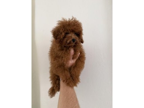 Kore poodle teacup