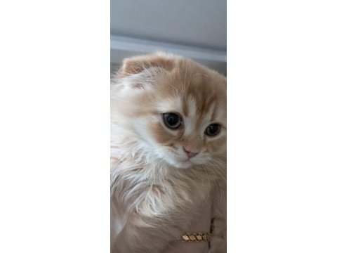 Diyarbakır’ın en minnoş kedileri bizde