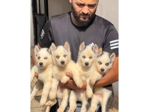 Antalya husky yavru