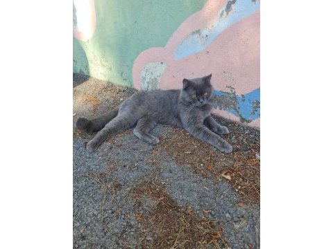 Ücretsiz 1,5 yaş erkek british shorthair