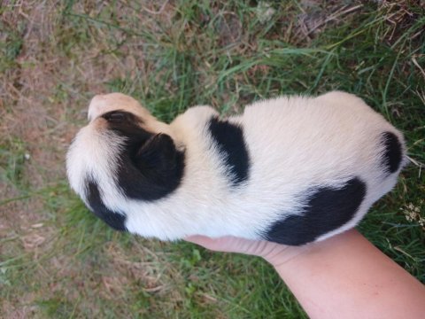 Yeni sahibini arıyor yavru köpekler