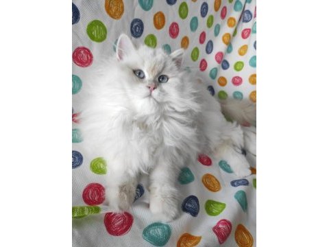 British longhair prenses
