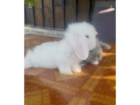 Hollanda lop tavşanı mavi gözler