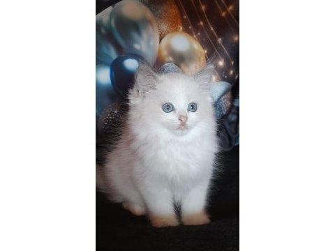 Peri masalı ragdoll yavrularım