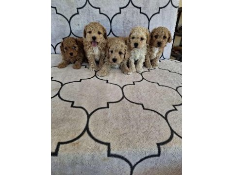 Sağlıklı orjinal maltipoo yavrular