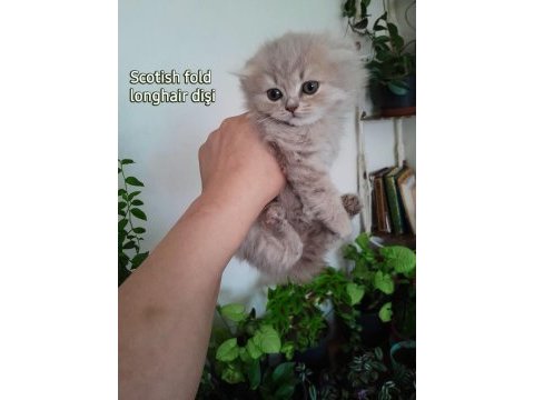 Scottish fold dişi
