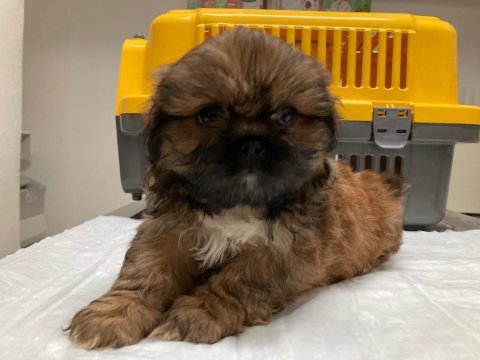 Shih tzu yavru antalya