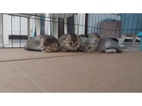 2-2,5 aylık golden british shorthair