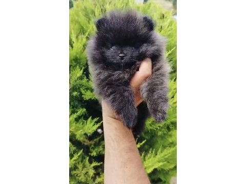 Pomeranian erkek yavrumuz