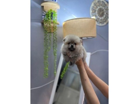 Pomeranian boo erkek ve dişi yavrularımız