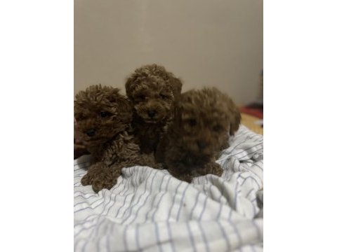 3 dişi ve 1 erkek toy poodle
