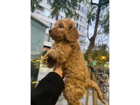 Cockapoo orjinal dizayn ırktır ilk kandan