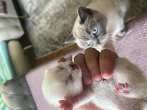 Orjinal 3 adet british shorthair yavru eylül sonu teslim