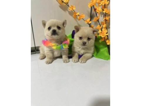Teacup şivava bebekler