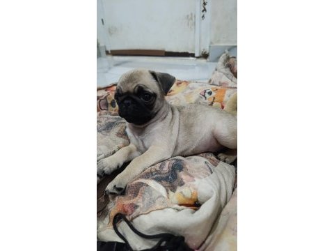 Erkek pug bebek tuvalet eğitimli