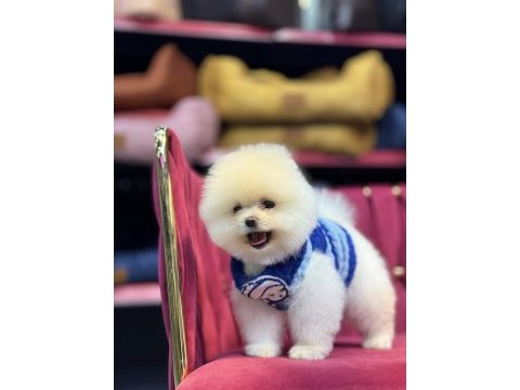 Fendi erkek 3 aylık tuvalet eğitimli pomeranian