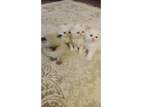 1.5 aylık dişi-erkek iran kedileri