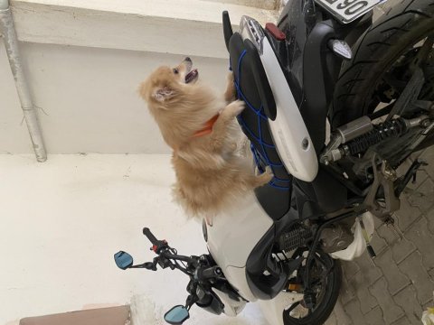 Oyuncu ve sevecen pomeranian kızımız yeni yuvasını arıyor