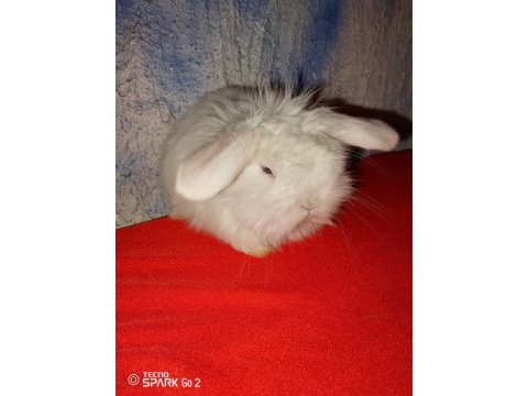 Teddy lop tavşan yavrular mavi göz