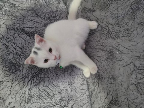 Scottish fold kedi