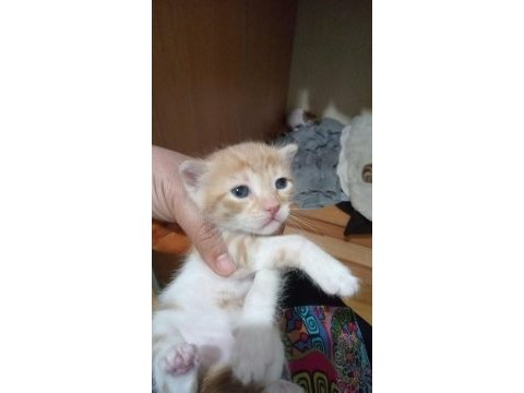 4 küçük yavru kedimize yuva arıyoruz
