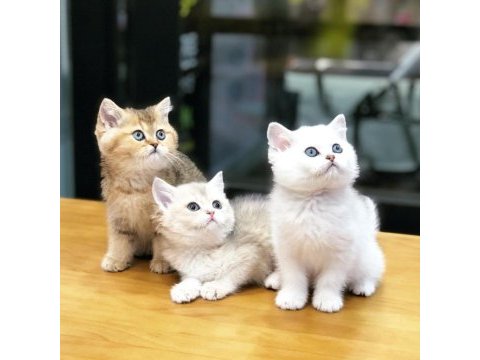 British shorthair yavruları