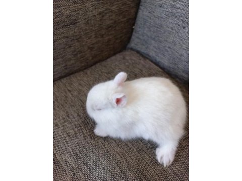 Cüce tavşanı yavrularımız
