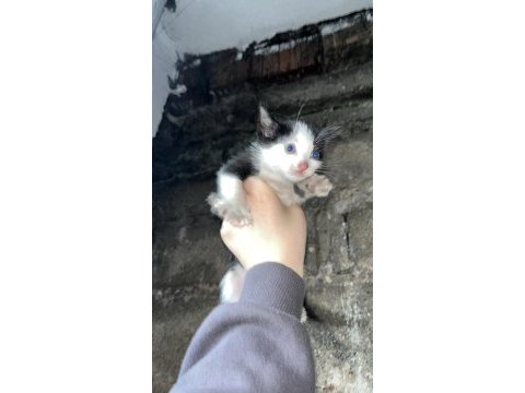 Kedilere acil yuva aranıyor