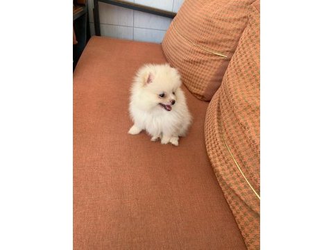 Pomeranian boo dişi kedimiz