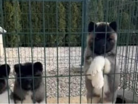 Asil ve güçlü amerikan akita yavrular