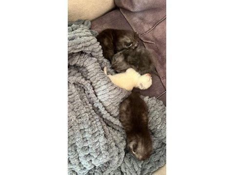 British shorthair yavrular