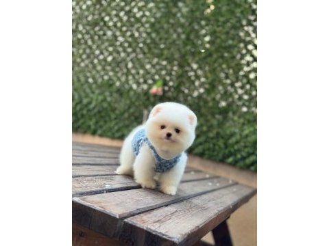 Pomeranian boo prensimiz