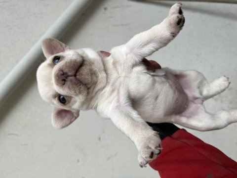 Lilac tan platinyum dişi french bulldog yavrumuz