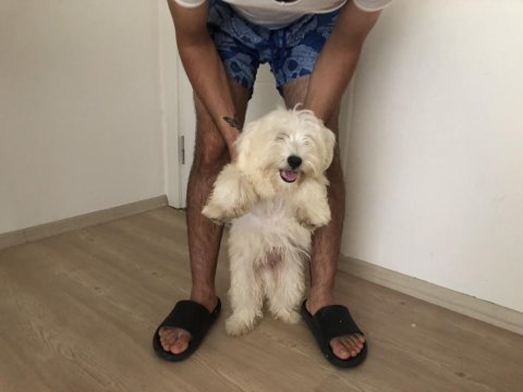 Sahibinden aşılı orjinal maltese terrier yavrusu