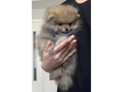 Çok güzel mini erkek ayı surat pomeranian