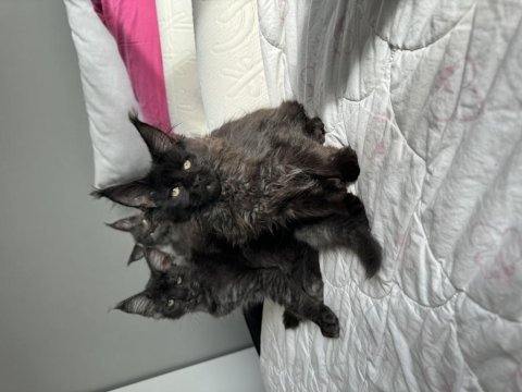 Ayşe arık farkıyla maine coon