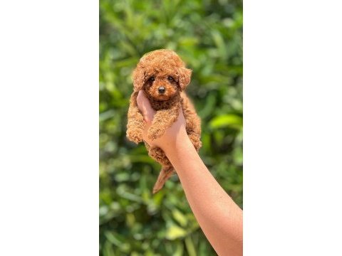 Yavru toy poodle