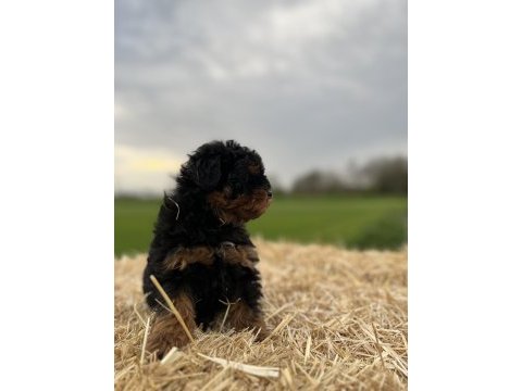 Black tan maltipoo eşsiz güzellikte yavrumuz