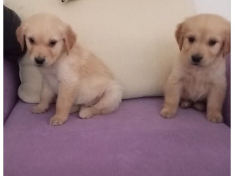 Golden retriever yavrumuz baby face ırk garantili teslim