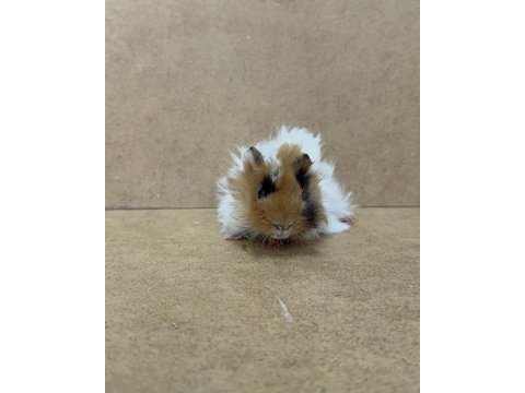Ginepig yavrularımız gün içi gönderim sağlanmakta