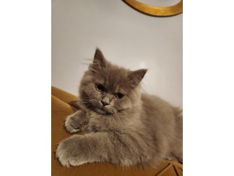 British longhair lilac oyuncul ve eğitimlidir