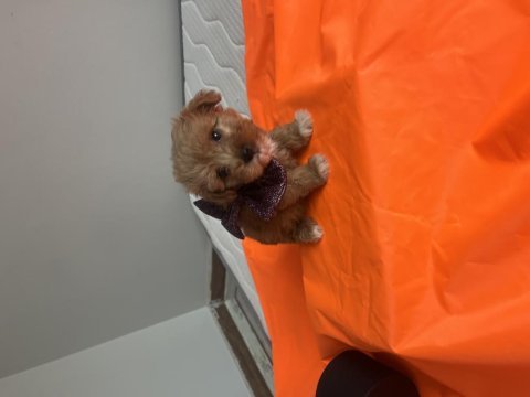 Maltipoo yavrularımız