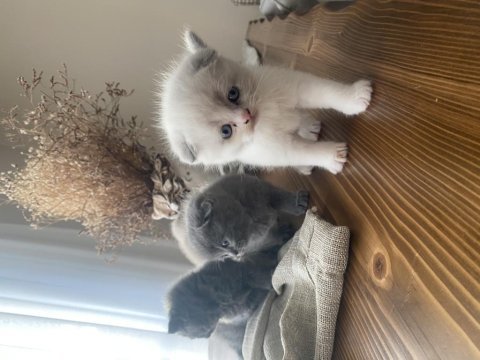 Yavru scottish fold kedimiz