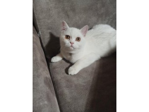 Oyuncu minik scottish fold
