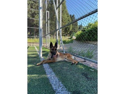 Safkan belçika kurdu malinois