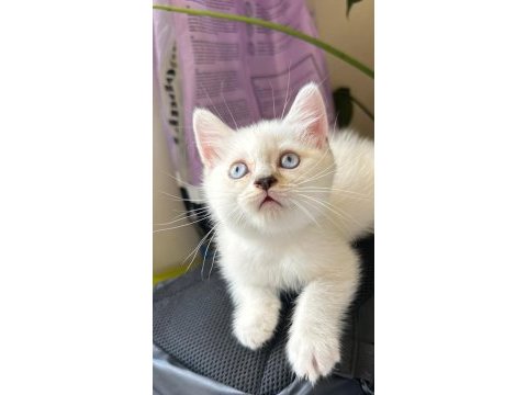 İnanılmaz oyuncu british shorthair