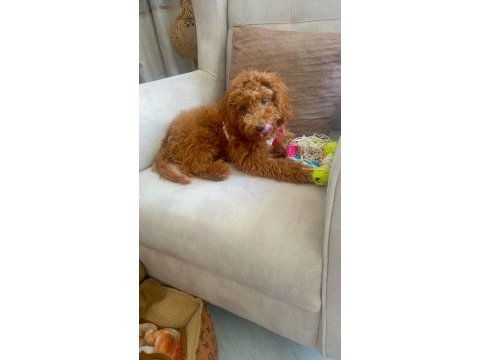 Aşıları tam masrafsız poodle