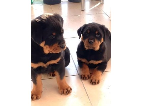 Macar rottweiler yavruları