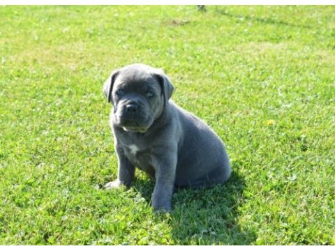 Üst seviye cane corso yavruları