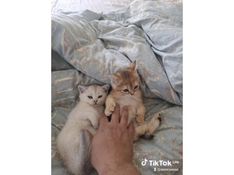 British shorthair yavrularım